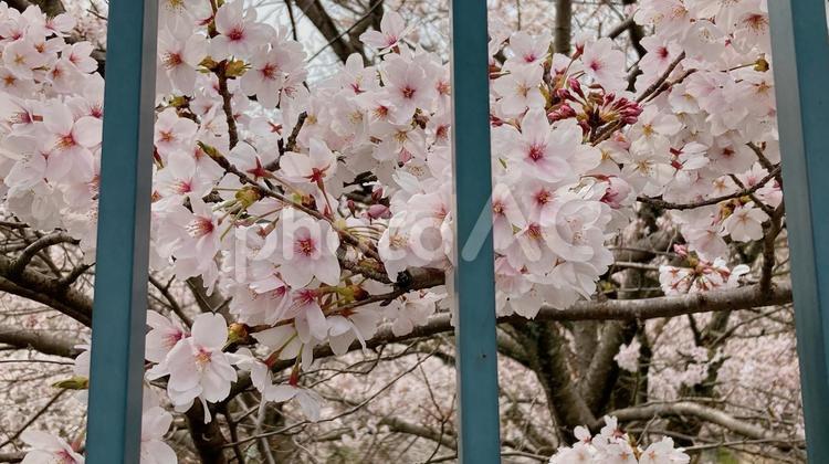 桜を覗く 桜,春,4月の写真素材