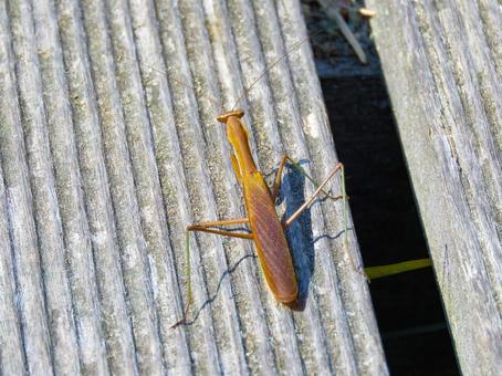 木材の上を歩く茶色のカマキリ 木材の上を歩く茶色のカマキリ カマキリ,昆虫,生物の写真素材