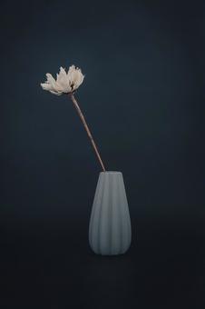 一輪 一輪 ドライフラワー,植物,花の写真素材