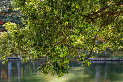 秋の有備館⒄ 秋,木,木々の写真素材
