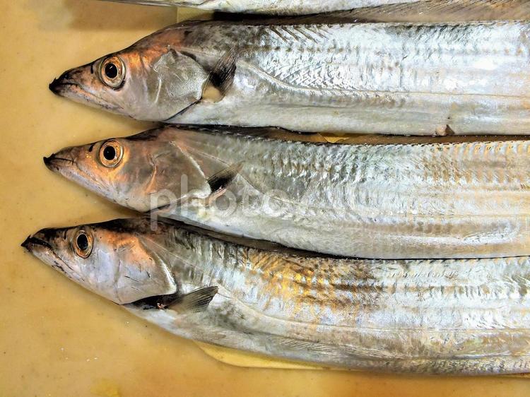 太刀魚の澄んだ目　フレッシュ！ 魚,太刀魚,銀色の写真素材