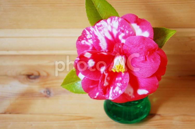 緑のガラスの花瓶の椿の花　アップ 花,椿,春の写真素材