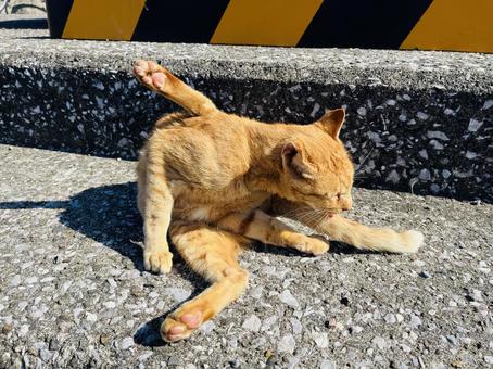 猫ちゃん 茶色,野良猫,ノラネコの写真素材
