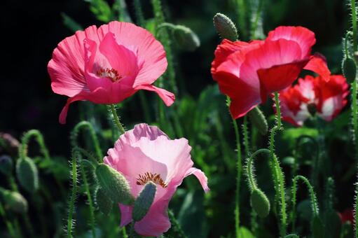 ポピーの写真
