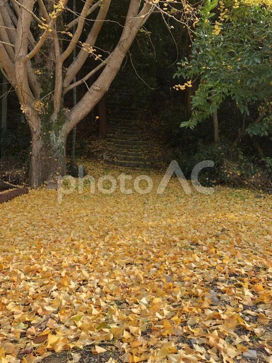 落ち葉の絨毯 いちょう,絨毯,落ち葉の写真素材