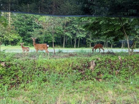 野生の鹿の親子 鹿,鹿の親子,親鹿の写真素材