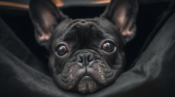 見つめる黒フレンチブルドッグ・大きな目 見つめる黒フレンチブルドッグ・大きな目の写真