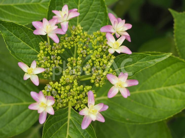 ガクアジサイ　ピンク 紫陽花,額紫陽花,あじさいの写真素材