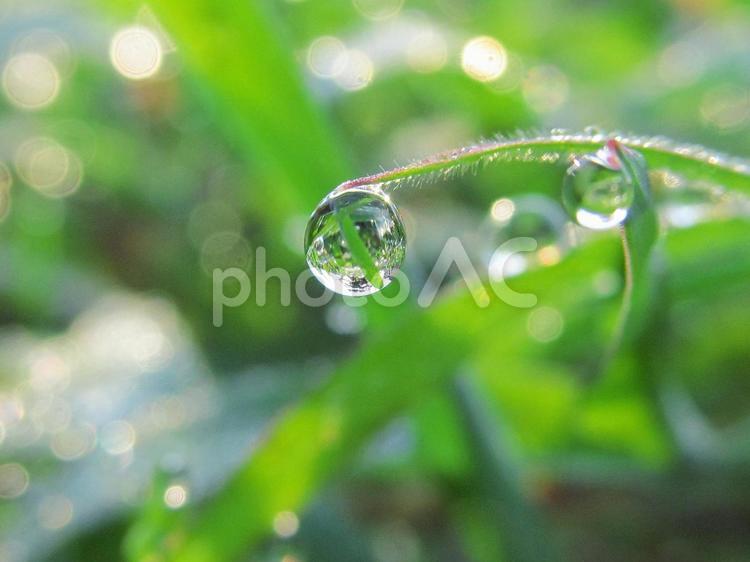 水滴と緑の葉と朝の光 水滴,すいてき,waterの写真素材