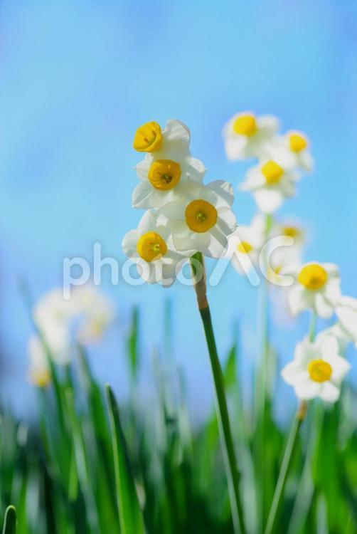 水仙　スイセン　すいせん 水仙,スイセン,すいせんの写真素材
