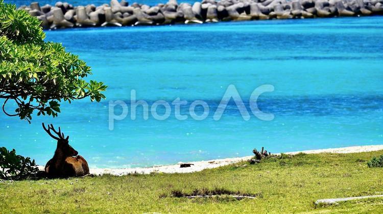 クサトベラの下で座るケラマジカ 草海桐,クサトベラ,ケラマジカの写真素材