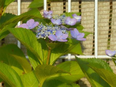 [Flower photo] Hydrangea flower, JPG