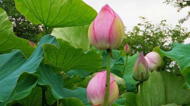 大きな蓮の花 大きな蓮の花 日本,観光地,吉野ヶ里遺跡の写真素材