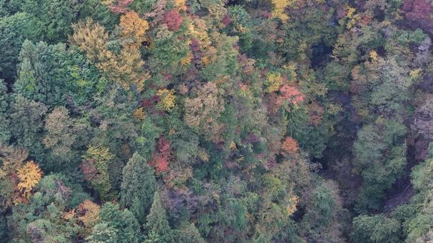 山紅葉010 山,紅葉,山紅葉の写真素材