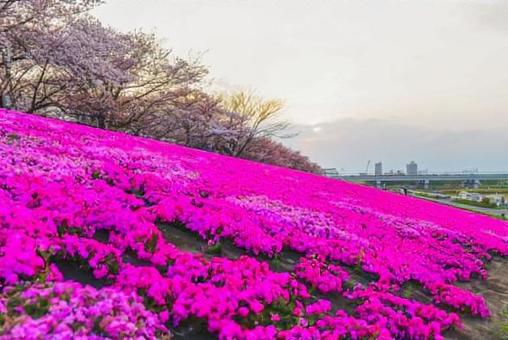 さくら さくらの写真