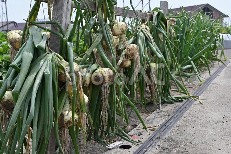 家庭菜園　たまねぎ　1 タマネギ,玉葱,栽培の写真素材