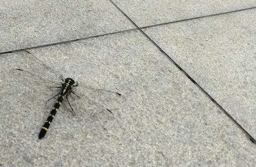 Photo, anotogaster sieboldii, dragonfly, giant dragonfly (varanus giganteus, species of carnivorous monitorfly native to australia), 