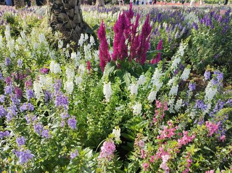 花畑 花,花畑,金魚草の写真素材