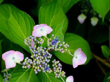 日本の花 日本の花の写真