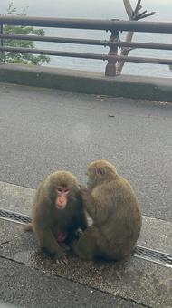 屋久猿 屋久猿,屋久島,鹿児島の写真素材