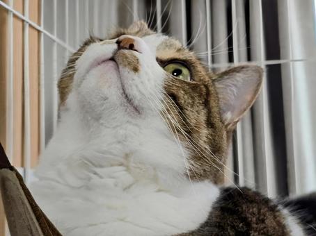 Cat in a hammock, JPG Cat in a hammock, JPG