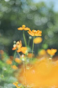 キバナコスモスの写真