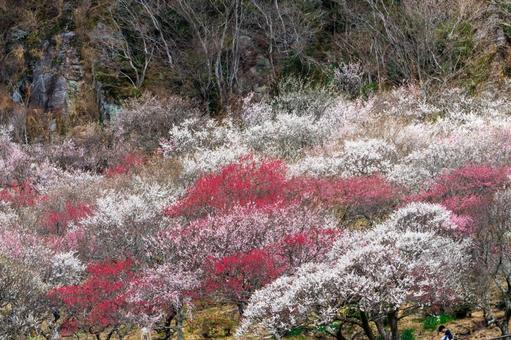 カラフルな梅林のある風景 梅,迎春,梅の花の写真素材