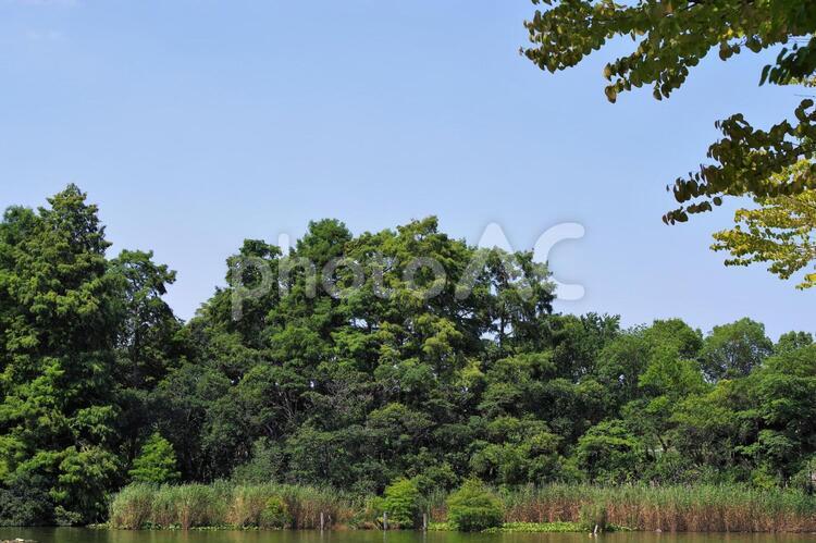 浮間公園の風景 浮間公園,浮間舟渡,池の写真素材