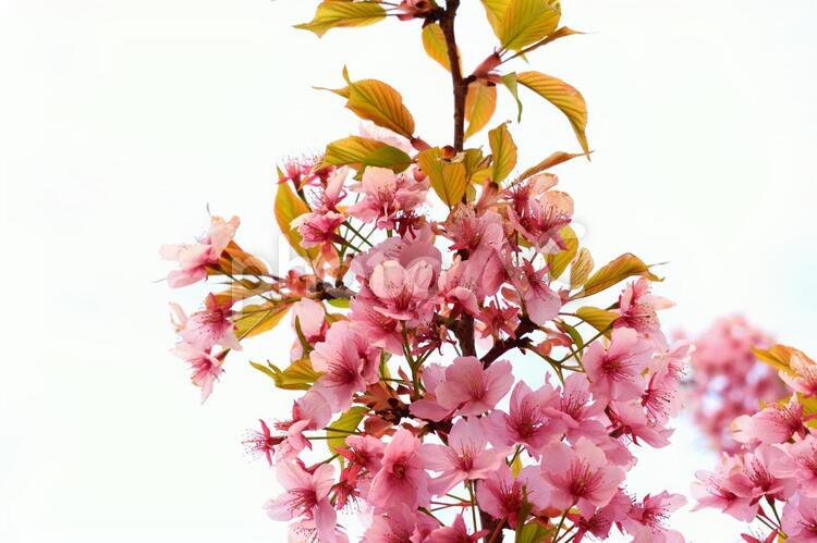 満開の河津桜 さくら 満開の河津桜 さくら 河津桜,カワヅサクラ,桜の写真素材