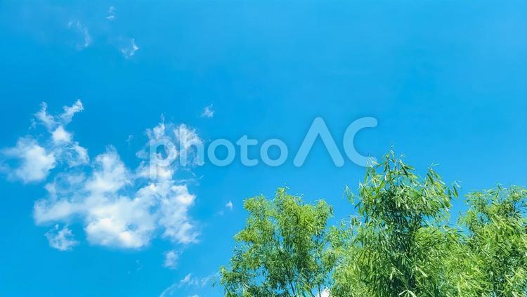 晴れ渡る空と緑のハーモニー 青空,スカイブルー,新緑の写真素材