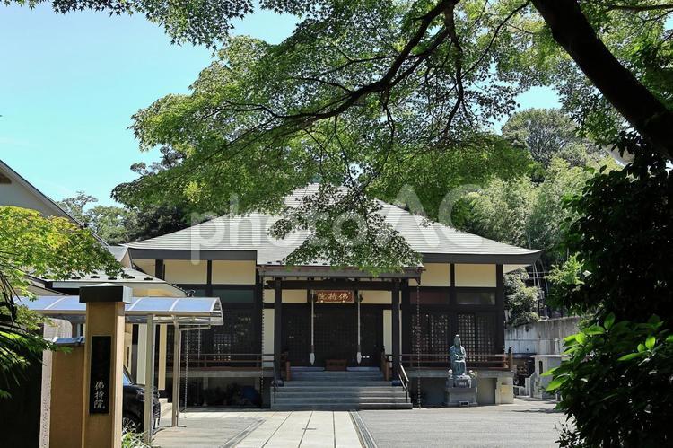 松戸市の本土寺佛持院 長谷山本土寺,本土寺,本土寺佛持院の写真素材
