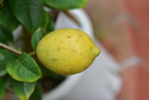 lemon, JPG lemon, JPG
