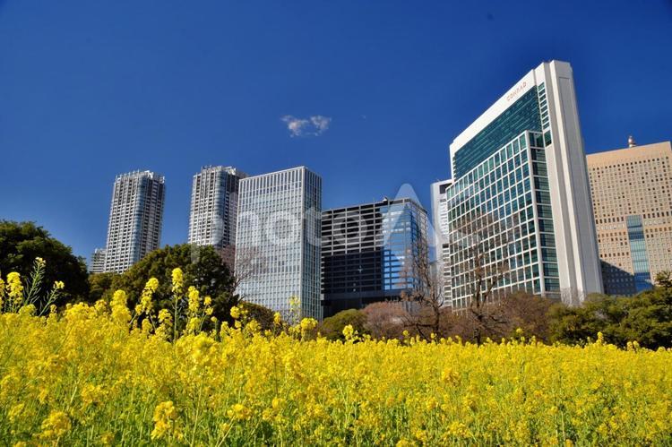 浜離宮恩賜庭園の菜の花畑④ 浜離宮恩賜庭園,浜離宮,観光地の写真素材