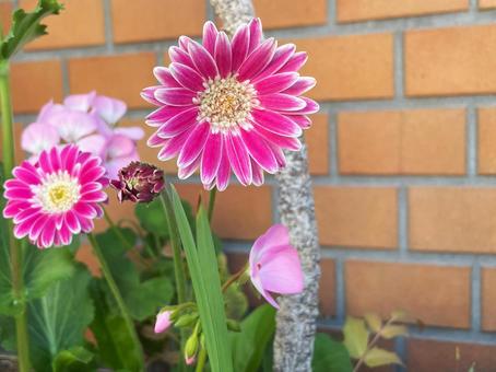 Pink gerbera flower with white border, JPG