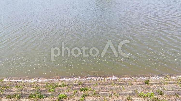 　水面-駕与丁公園 水面,自然,公園の写真素材