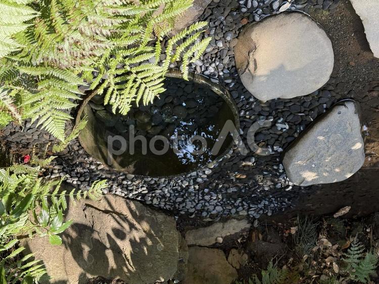明治神宮　御苑　清正井 森,初詣,清正井の写真素材