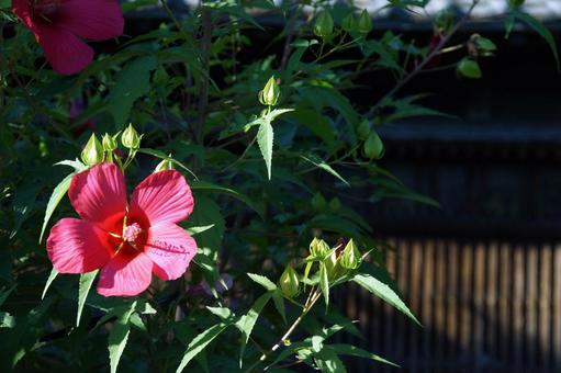 モミジアオイの花 日向に咲く,芙蓉,夏の花の写真素材