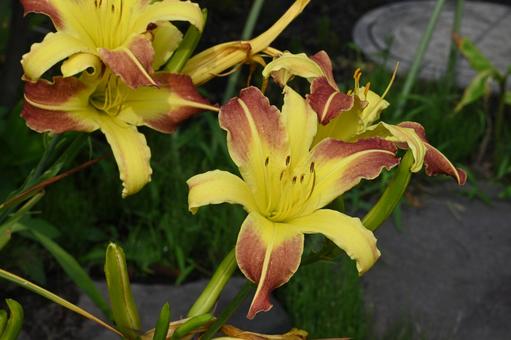 Hemerocallis blooming in my garden, JPG