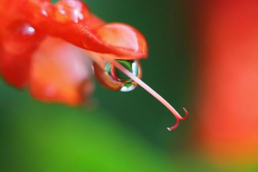 花と水滴 花と水滴の写真