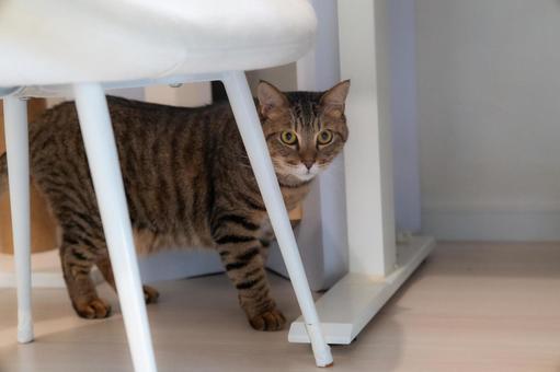 椅子から覗くキジトラ猫 椅子から覗くキジトラ猫 猫,キジトラ,動物の写真素材