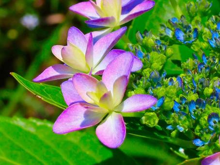 日本の花 日本の花の写真