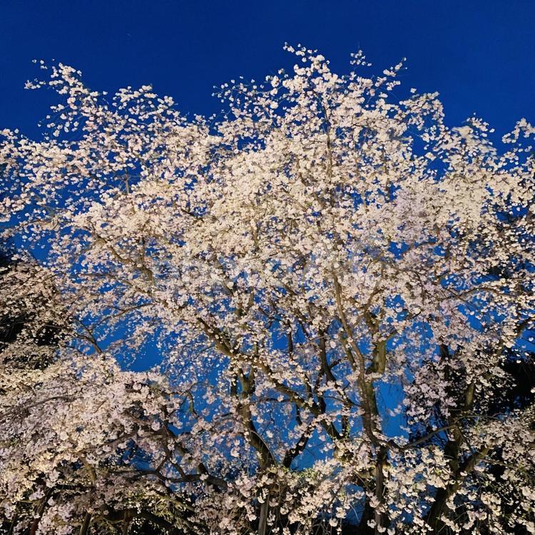 しだれ桜　ライトアップ 桜,夜桜,夜の写真素材