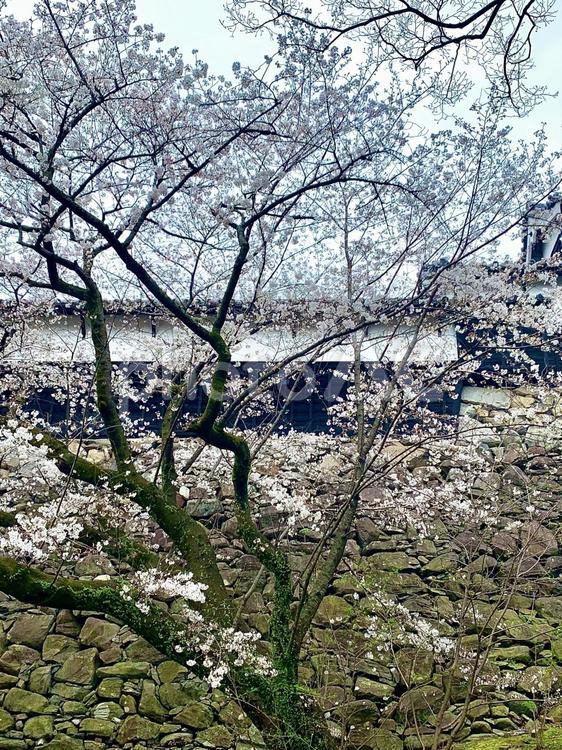 福岡市の舞鶴公園の桜 さくら,桜,サクラの写真素材