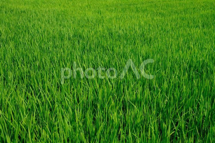 青々と育つ稲8月_2 水田,田,田んぼの写真素材