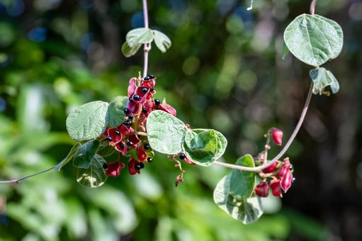 タンキリマメ タンキリマメ,痰切豆,果実の写真素材
