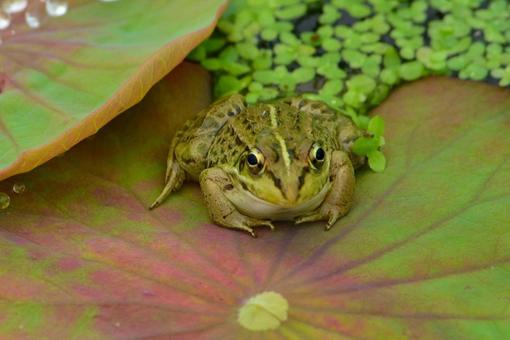 Frog, биологическая, животное, земноводные, JPG