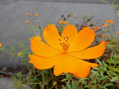 【花の写真】コスモス（秋桜） コスモス,秋桜,自然の写真素材