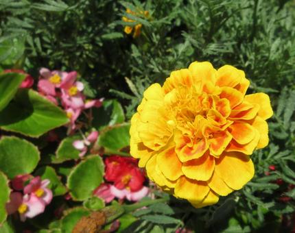マリーゴールドwithB マリーゴールドwithB マリーゴールド,ベゴニア,花の写真素材
