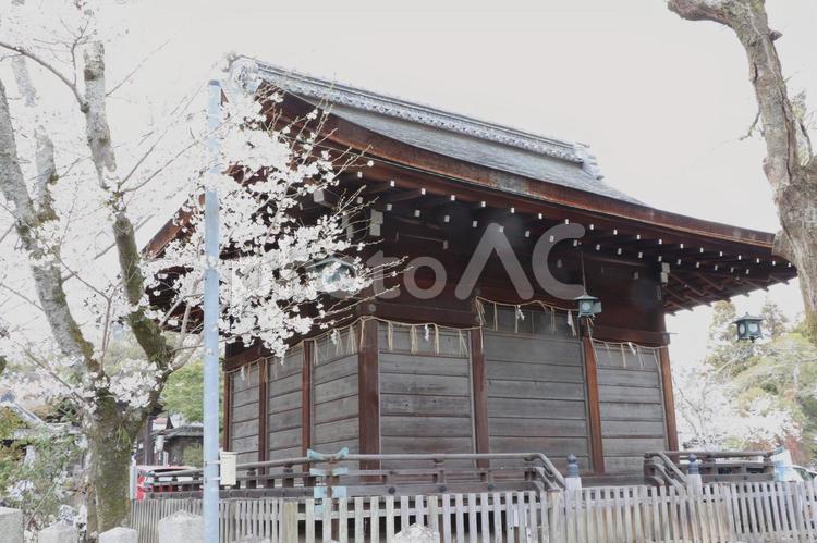 三尾神社　舞殿 三尾神社,舞殿,うさぎ神社の写真素材