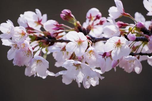 満開の桜 満開の桜 桜,満開,アップの写真素材
